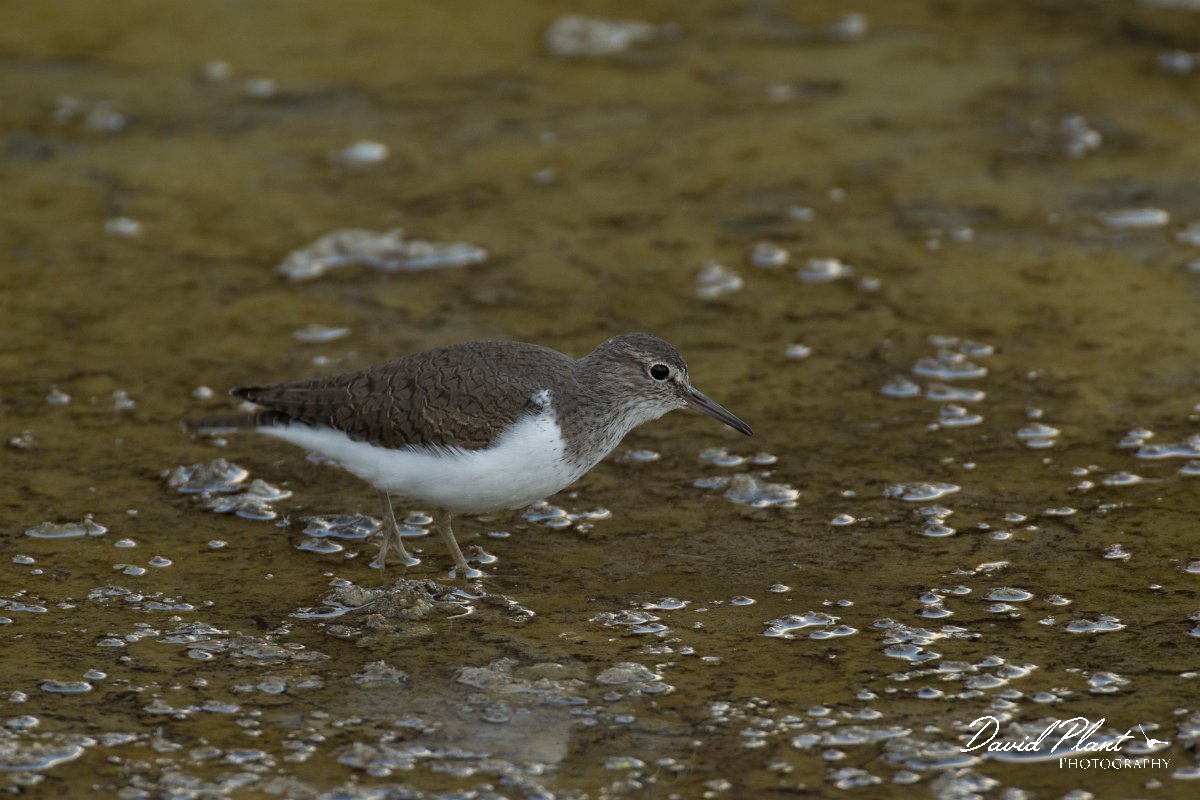 DPPhotography - Cyprus - Common sandpiper - D.jpg - Common sandpiper  - Jumbo drain, Larnaca