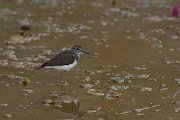 DPPhotography - Cyprus - Common sandpiper - A