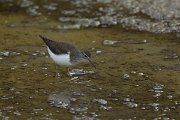 DPPhotography - Cyprus - Common sandpiper - B