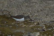 DPPhotography - Cyprus - Common sandpiper - C