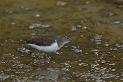 DPPhotography - Cyprus - Common sandpiper - D