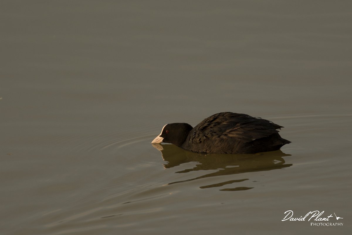 DPPhotography - Cyprus - Coot - A.jpg - Coot - Oroklini Marsh