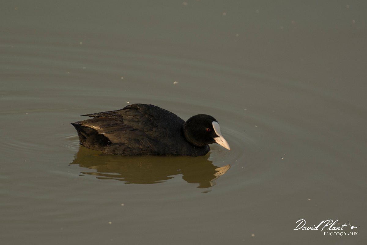 DPPhotography - Cyprus - Coot - B.jpg - Coot - Oroklini Marsh