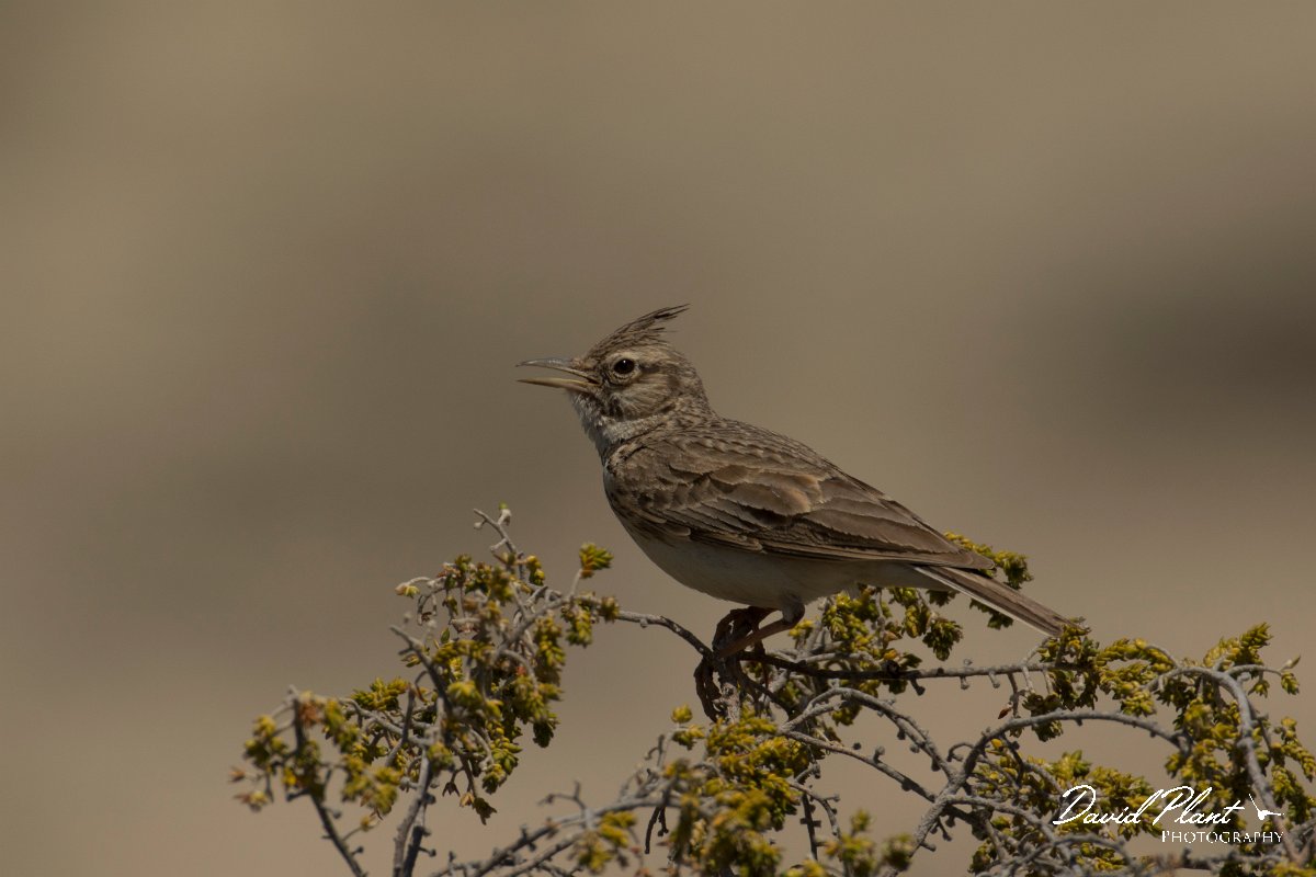 DPPhotography - Cyprus - Crested lark - A.jpg - Crested lark - Akrotiri Peninsula