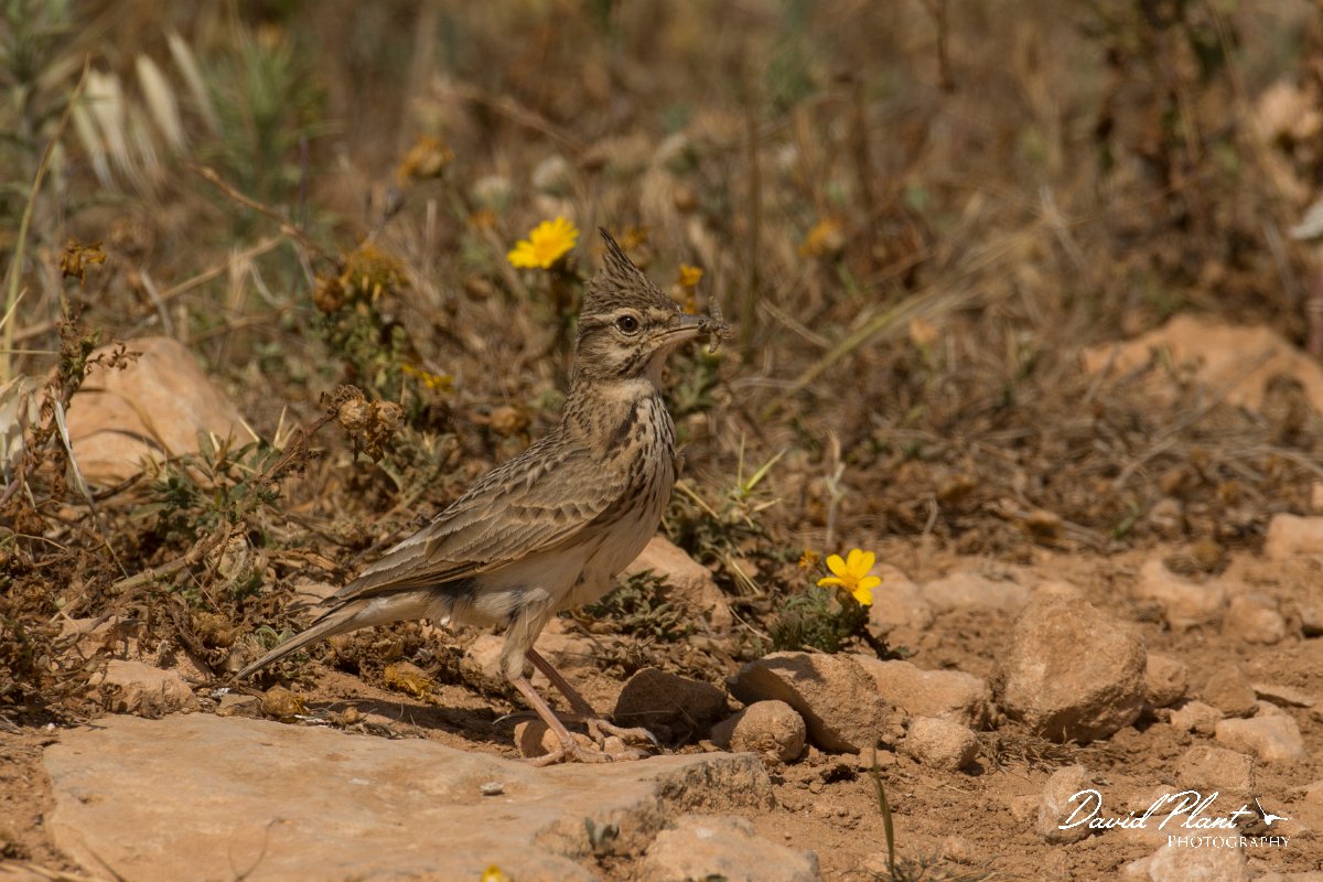 DPPhotography - Cyprus - Crested lark - B.jpg - Crested lark - Cape Greco