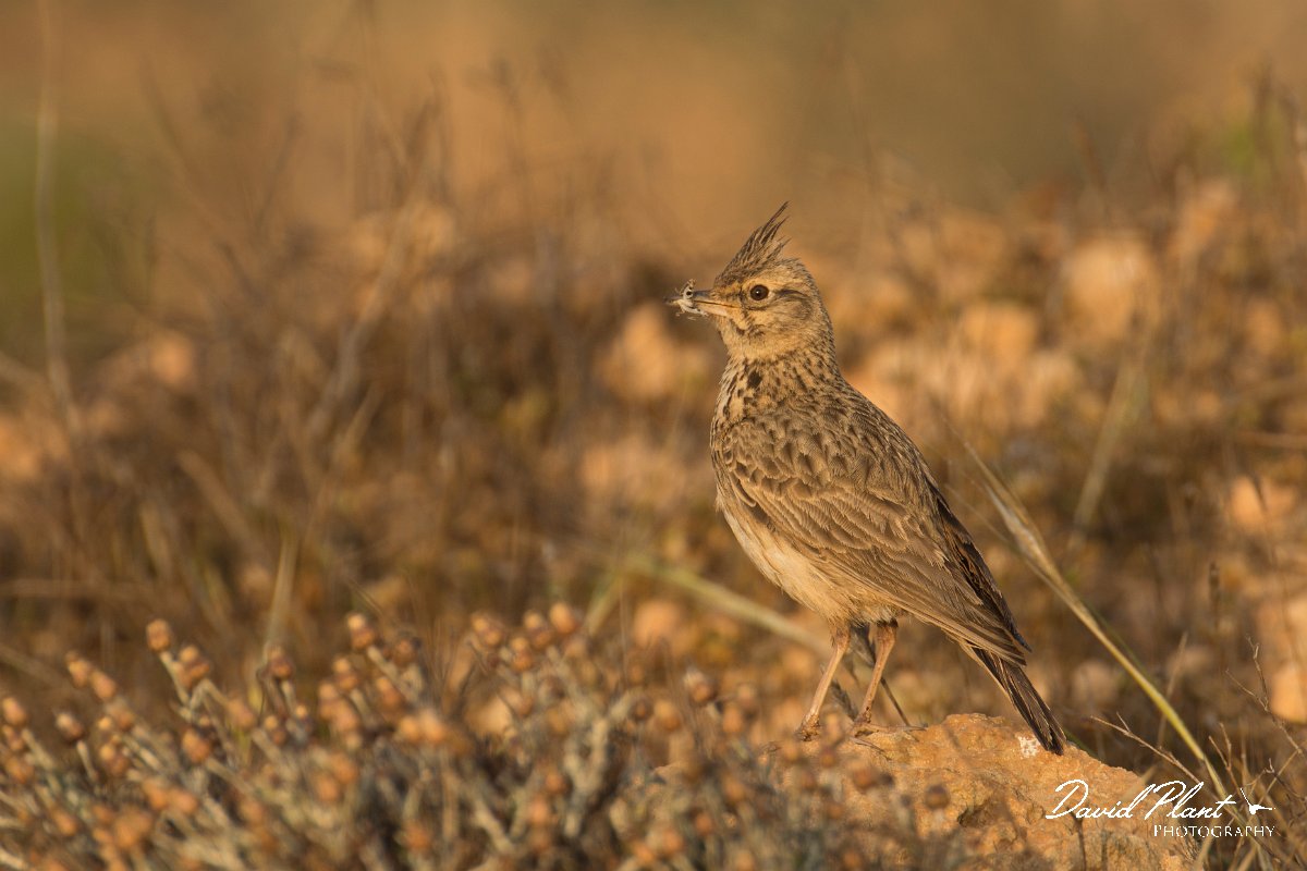 DPPhotography - Cyprus - Crested lark - C.jpg - Crested lark - Cape Greco