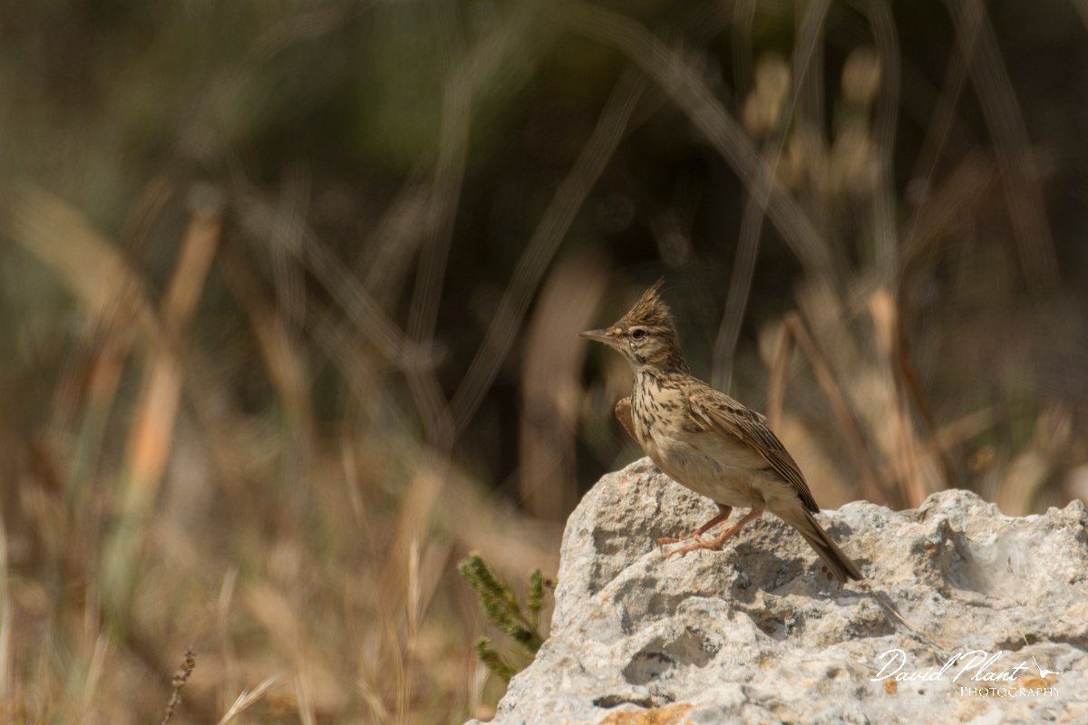 DPPhotography - Cyprus - Crested lark - D.jpg - Crested lark - Cape Greco