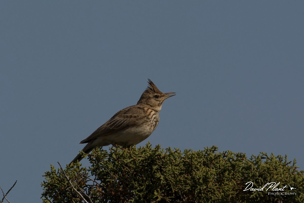 DPPhotography - Cyprus - Crested lark - E.jpg - Crested lark - Cape Greco