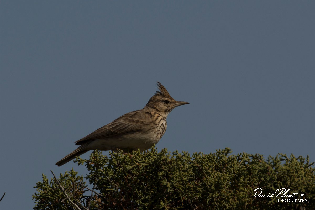 DPPhotography - Cyprus - Crested lark - F.jpg - Crested lark - Cape Greco