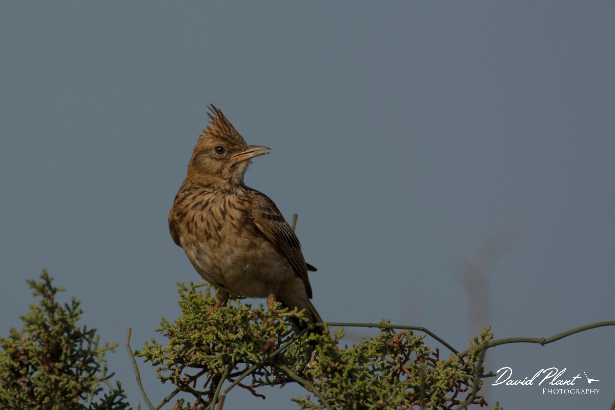 DPPhotography - Cyprus - Crested lark - G.jpg - Crested lark - Cape Greco