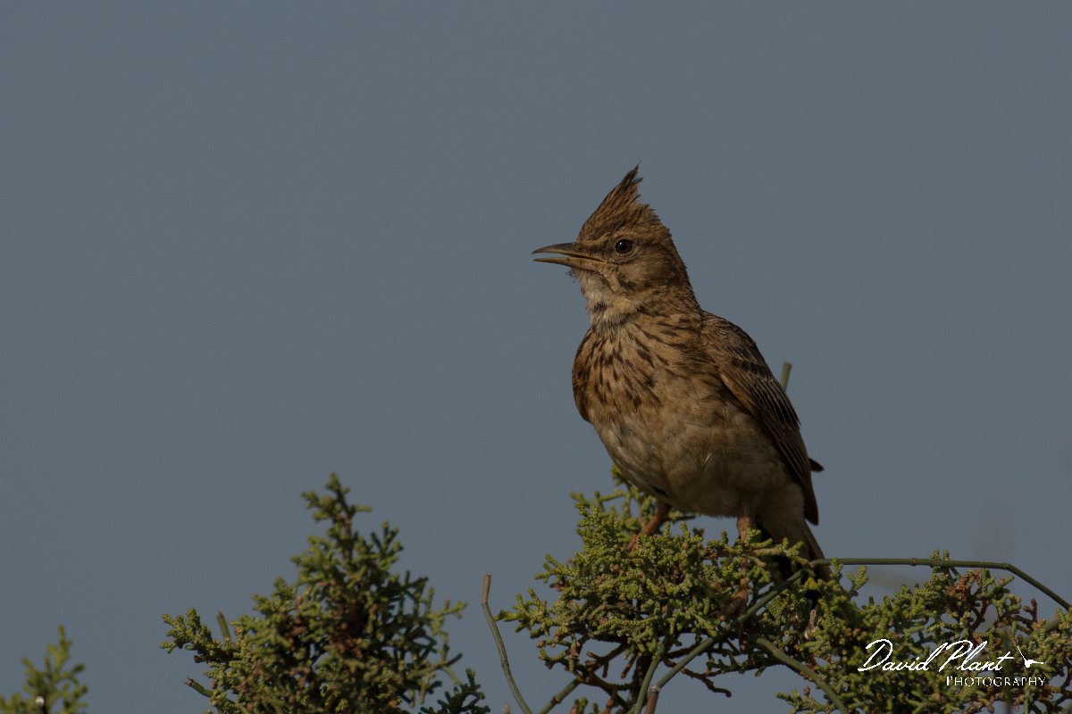 DPPhotography - Cyprus - Crested lark - H.jpg - Crested lark - Cape Greco
