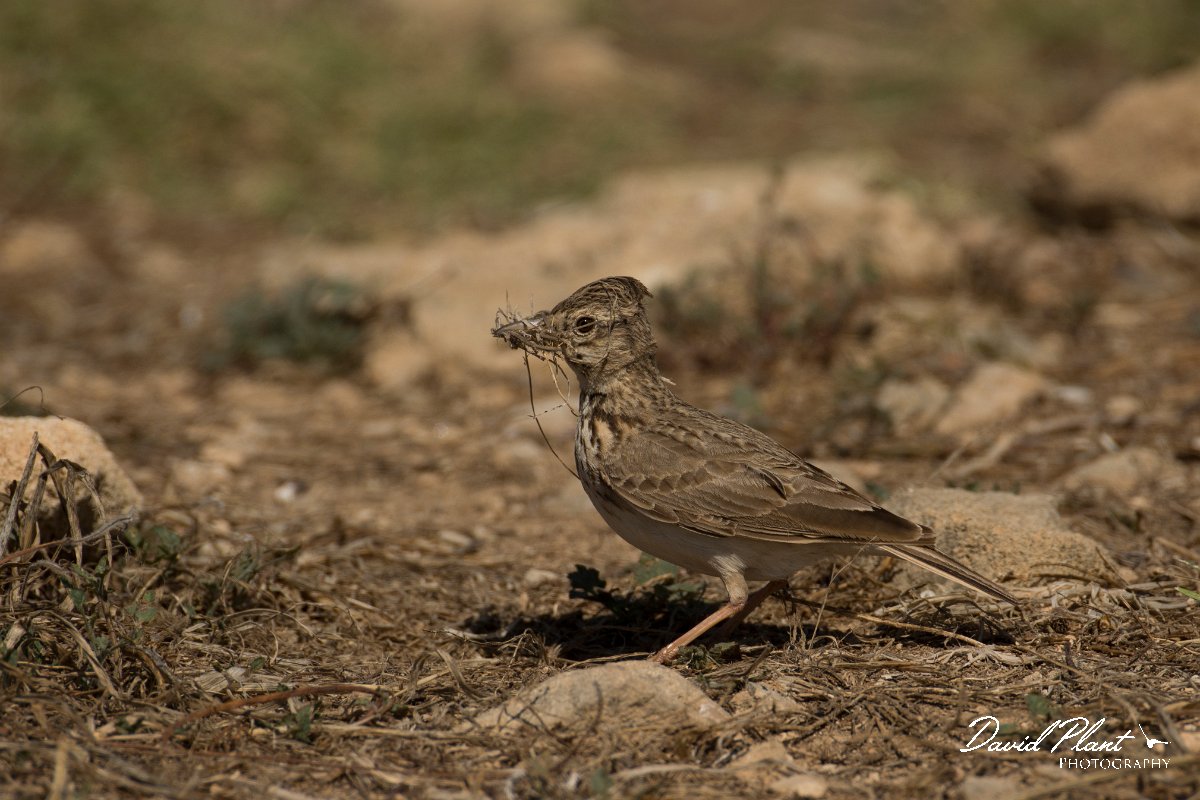 DPPhotography - Cyprus - Crested lark - I.jpg - Crested lark - Paphos Headland