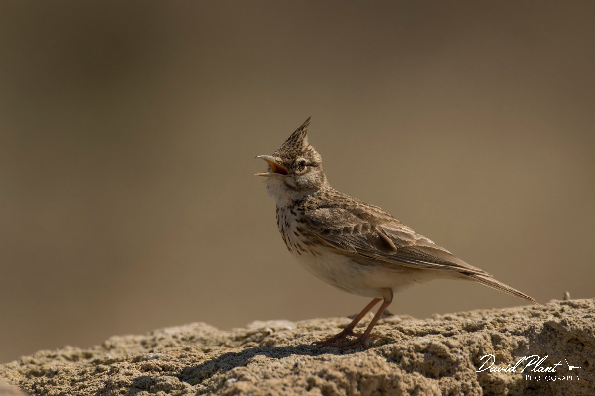 DPPhotography - Cyprus - Crested lark - J.jpg - Crested lark - Paphos Headland