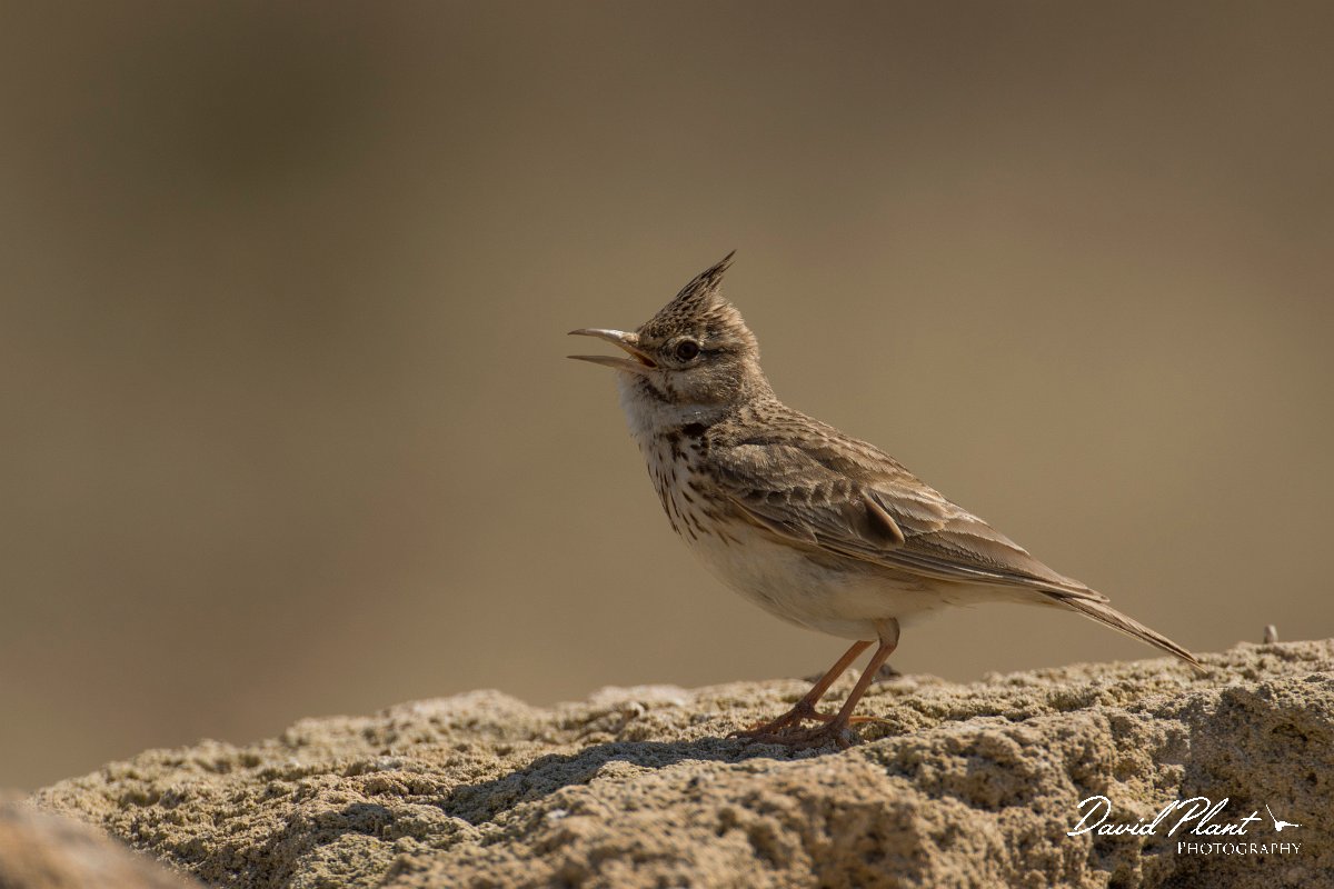 DPPhotography - Cyprus - Crested lark - K.jpg - Crested lark - Paphos Headland