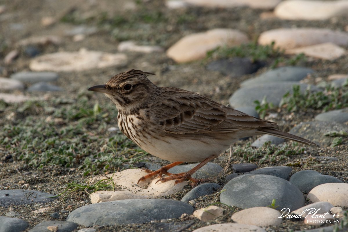 DPPhotography - Cyprus 2 - Crested lark - A.jpg - Crested lark - Ladies Mile Beach, Cyprus