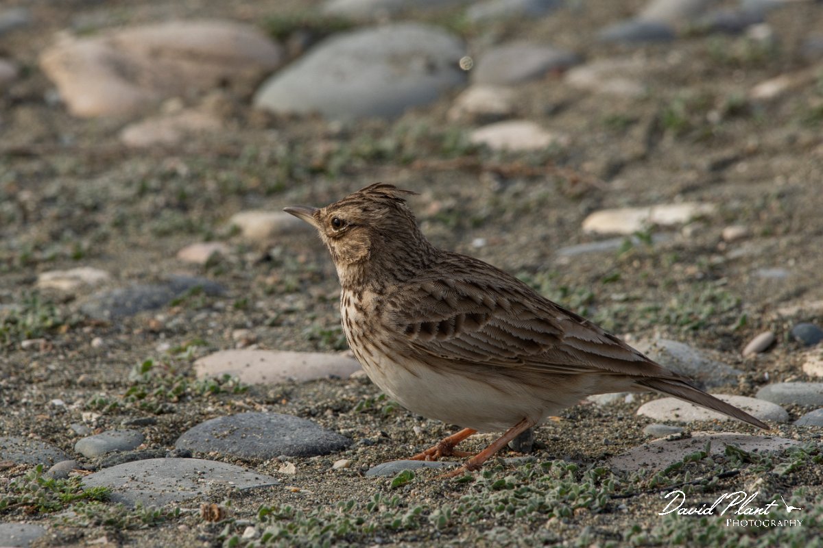 DPPhotography - Cyprus 2 - Crested lark - B.jpg - Crested lark - Ladies Mile Beach, Cyprus