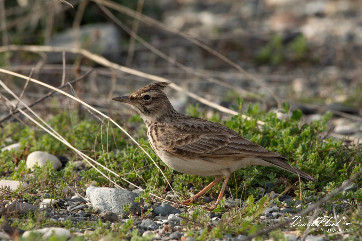 DPPhotography - Cyprus 2 - Crested lark - C.jpg - Crested lark - Ladies Mile Beach, Cyprus
