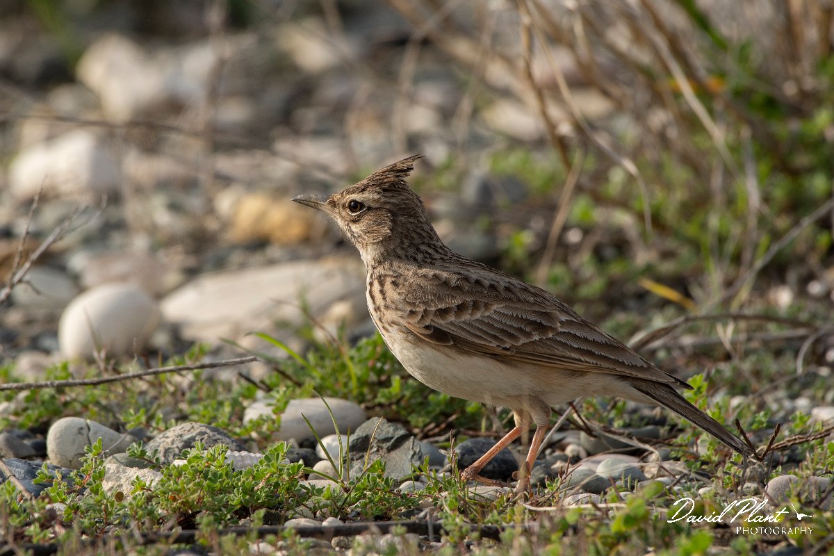 DPPhotography - Cyprus 2 - Crested lark - D.jpg - Crested lark - Ladies Mile Beach, Cyprus