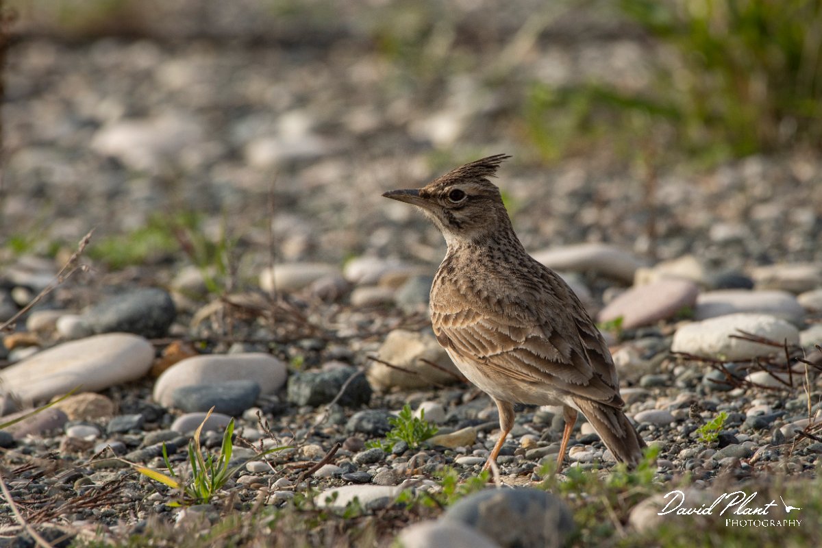 DPPhotography - Cyprus 2 - Crested lark - E.jpg - Crested lark - Ladies Mile Beach, Cyprus