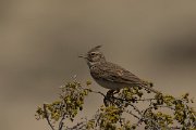 DPPhotography - Cyprus - Crested lark - A