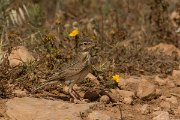 DPPhotography - Cyprus - Crested lark - B