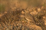 DPPhotography - Cyprus - Crested lark - C