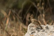 DPPhotography - Cyprus - Crested lark - D