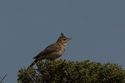 DPPhotography - Cyprus - Crested lark - E