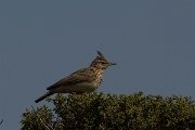 DPPhotography - Cyprus - Crested lark - F