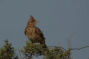 DPPhotography - Cyprus - Crested lark - G