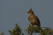 DPPhotography - Cyprus - Crested lark - H