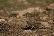 DPPhotography - Cyprus - Crested lark - I