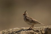 DPPhotography - Cyprus - Crested lark - J