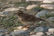 DPPhotography - Cyprus 2 - Crested lark - A