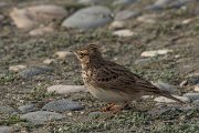 DPPhotography - Cyprus 2 - Crested lark - B