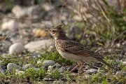 DPPhotography - Cyprus 2 - Crested lark - D