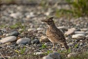 DPPhotography - Cyprus 2 - Crested lark - E