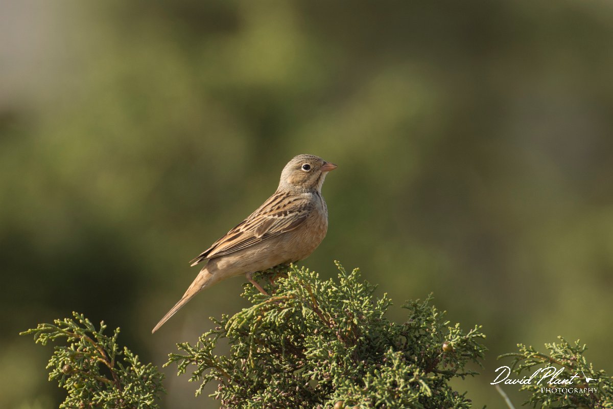 DPPhotography - Cyprus - Cretzschmar's bunting - A.jpg - Cretzschmar's bunting - Cape Greco