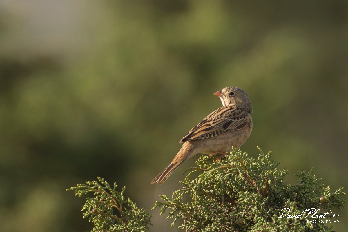 DPPhotography - Cyprus - Cretzschmar's bunting - B.jpg - Cretzschmar's bunting - Cape Greco