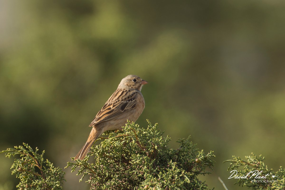 DPPhotography - Cyprus - Cretzschmar's bunting - C.jpg - Cretzschmar's bunting - Cape Greco
