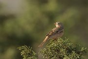 DPPhotography - Cyprus - Cretzschmar's bunting - B