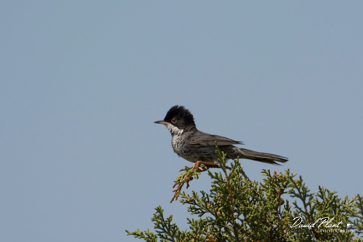 DPPhotography - Cyprus - Cyprus warbler - A.jpg - Cyprus warbler, male - Cape Greco