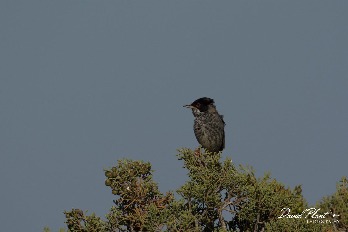 DPPhotography - Cyprus - Cyprus warbler - C.jpg - Cyprus warbler, male - Cape Greco