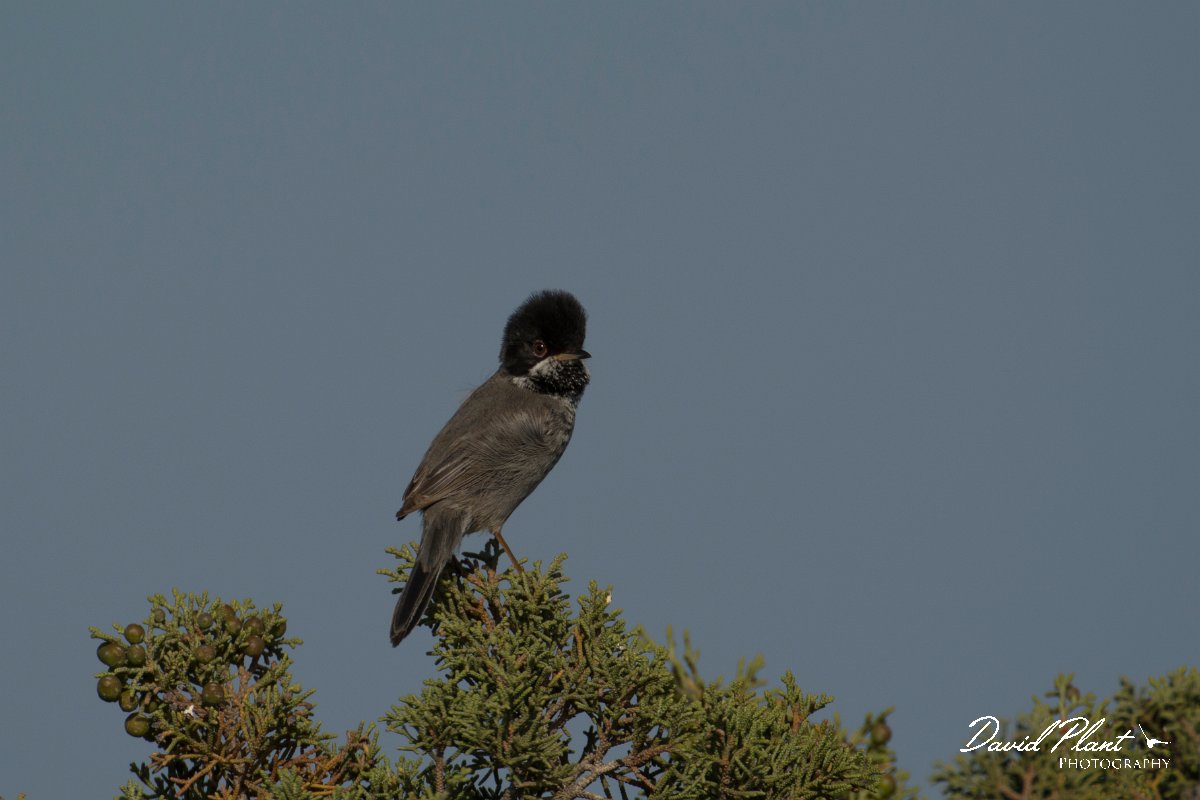 DPPhotography - Cyprus - Cyprus warbler - D.jpg - Cyprus warbler, male - Cape Greco