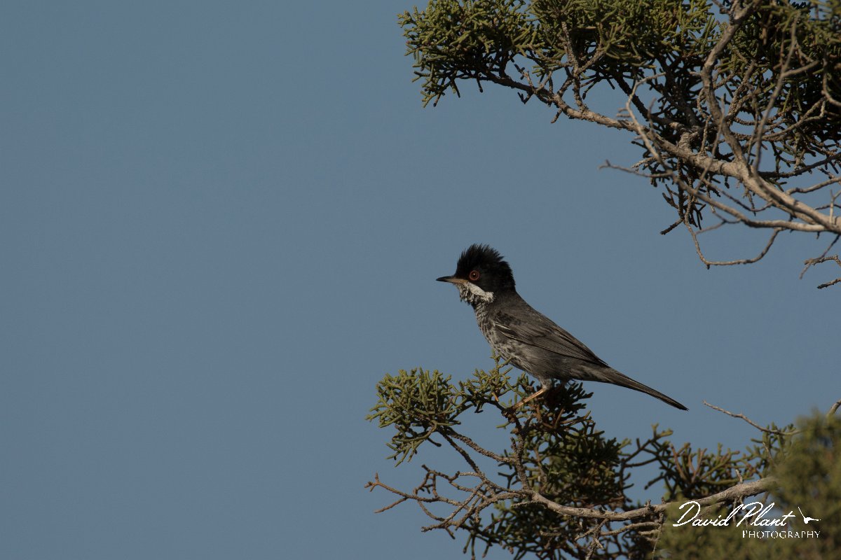 DPPhotography - Cyprus - Cyprus warbler - F.jpg - Cyprus warbler, male - Cape Greco