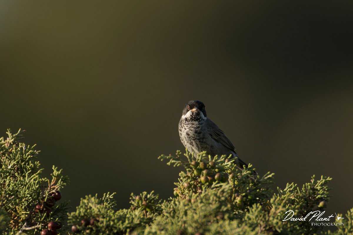 DPPhotography - Cyprus - Cyprus warbler - H.jpg - Cyprus warbler, male - Cape Greco