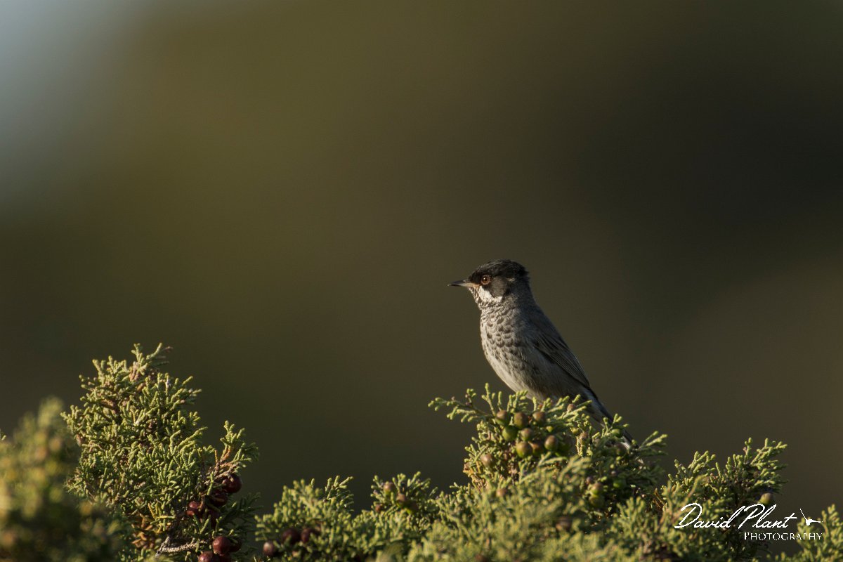 DPPhotography - Cyprus - Cyprus warbler - I.jpg - Cyprus warbler, male - Cape Greco