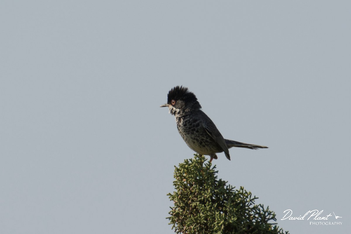 DPPhotography - Cyprus - Cyprus warbler - K.jpg - Cyprus warbler, male - Cape Greco