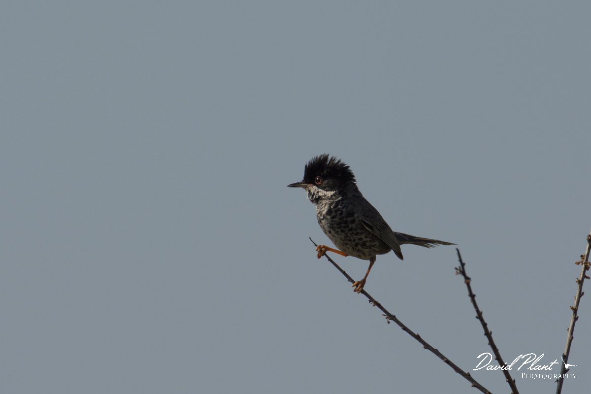 DPPhotography - Cyprus - Cyprus warbler - L.jpg - Cyprus warbler, male - Cape Greco