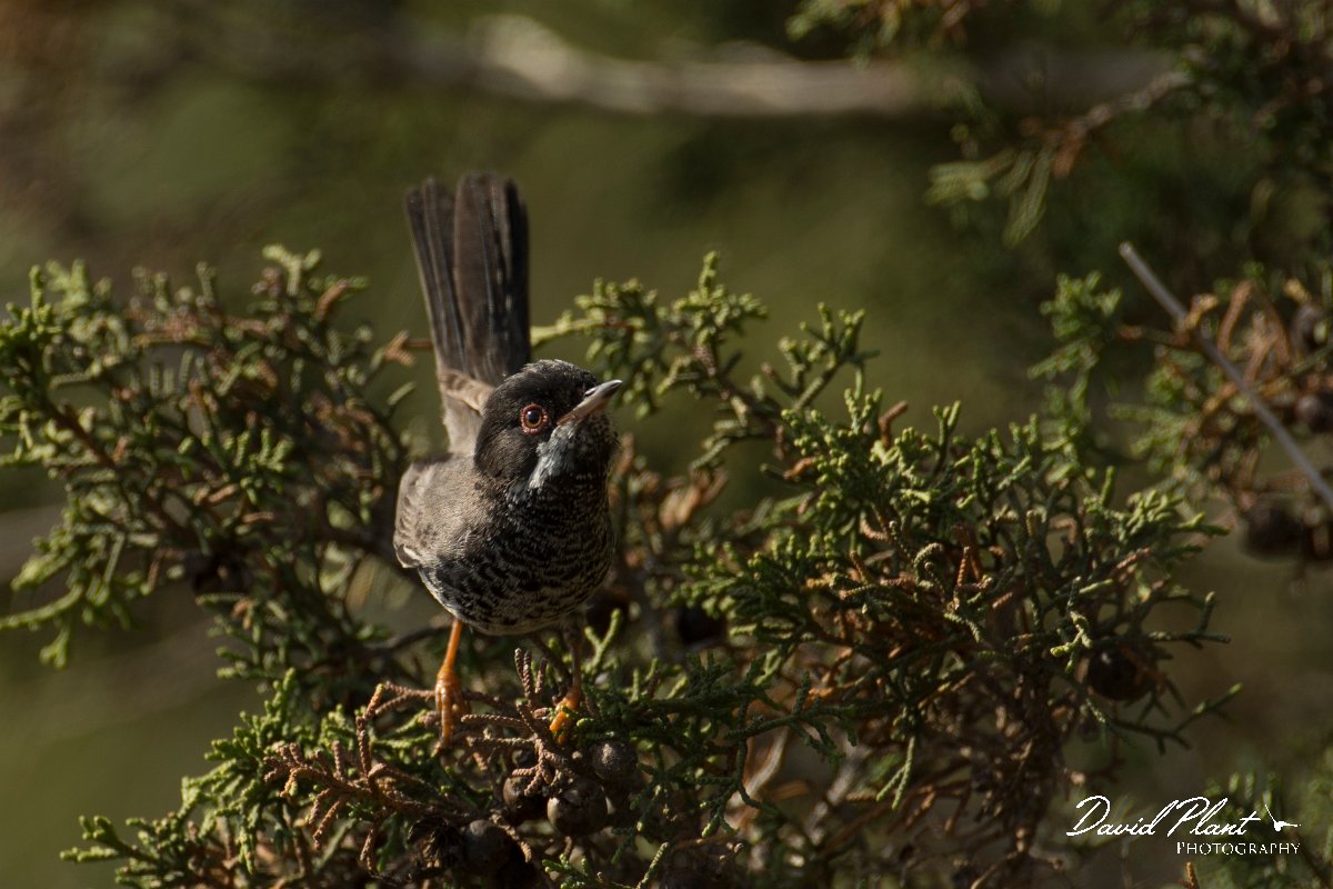 DPPhotography - Cyprus - Cyprus warbler - P.jpg - Cyprus warbler, male - Cape Greco